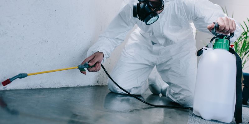 Como é Feita a Dedetização de Baratas em São José do Rio Preto: Conheça 6 Métodos Como é feita a dedetização de baratas em São José do Rio Preto